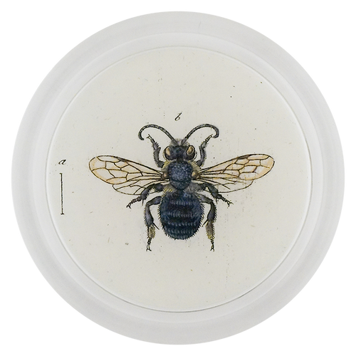 Leaf Cutting Bee (Bees & Wasps)