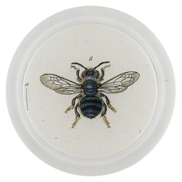 Mining Bee (Bees & Wasps)