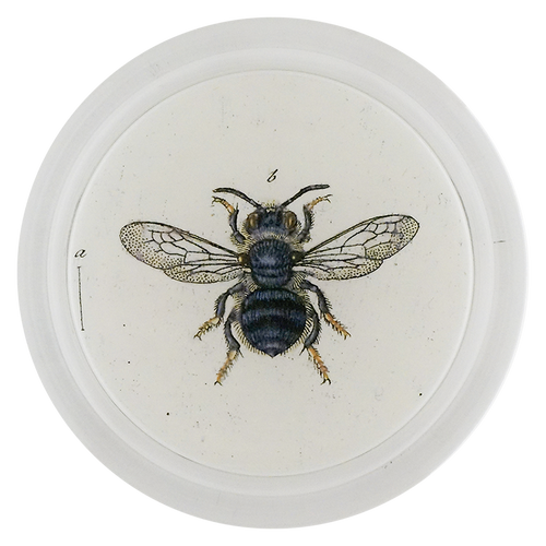 Mining Bee (Bees & Wasps)