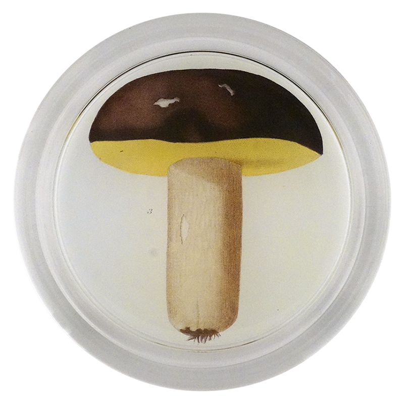 Mushroom Fig. 3