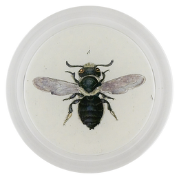 Poppy Mason Bee (Bees & Wasps)