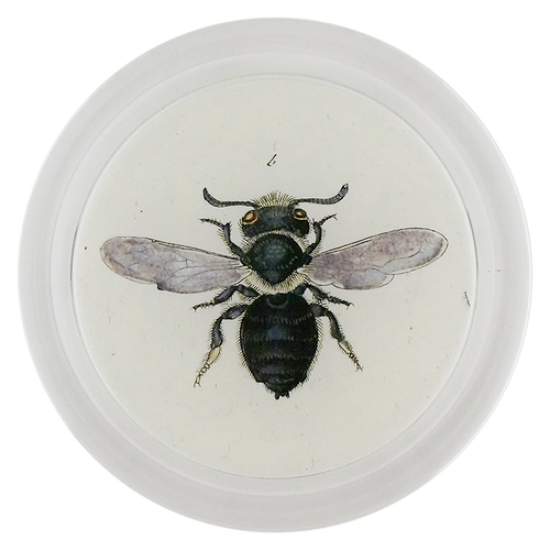 Poppy Mason Bee (Bees & Wasps)