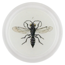 Potter Wasp (Bees & Wasps)