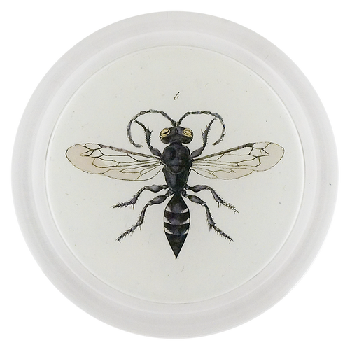 Potter Wasp (Bees & Wasps)