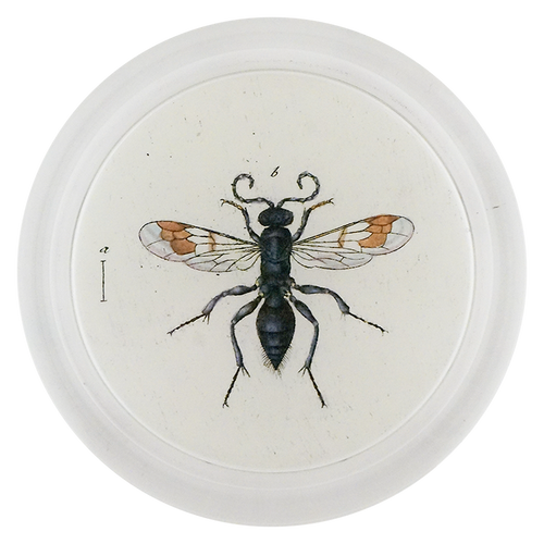 Spider Wasp (Bees & Wasps)
