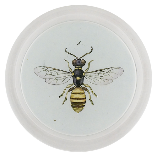 Square Headed Wasp (Bees & Wasps)