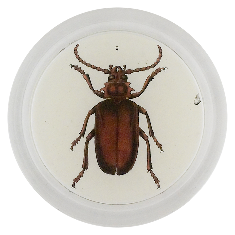Tanner Beetle