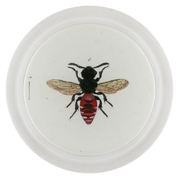 Variegated Cuckoo Bee (Bees & Wasps)