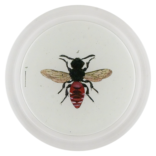 Variegated Cuckoo Bee (Bees & Wasps)