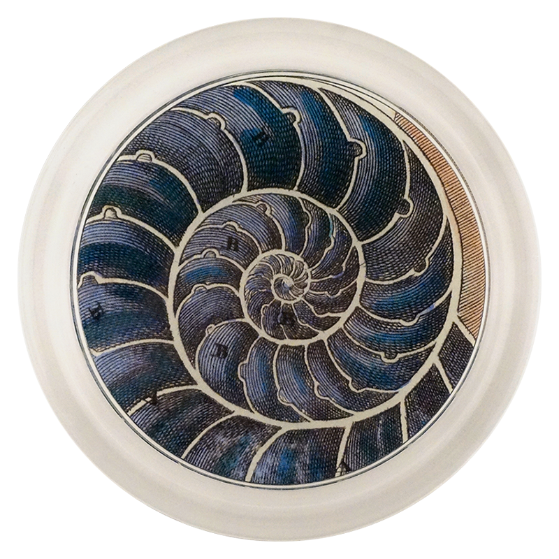 Blue Nautilus