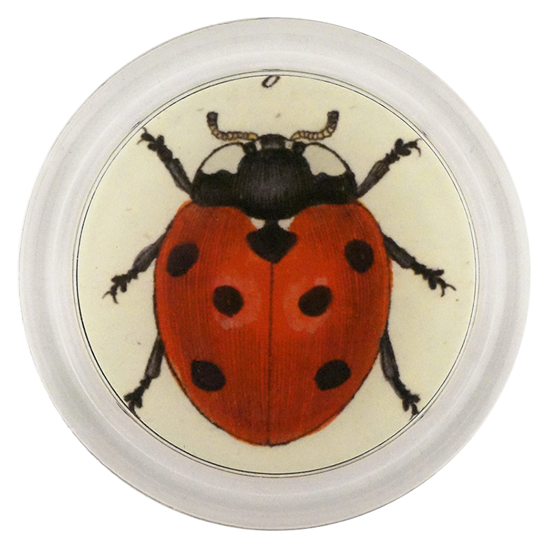 Red Ladybug