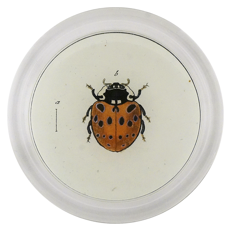 Spotted Ladybug