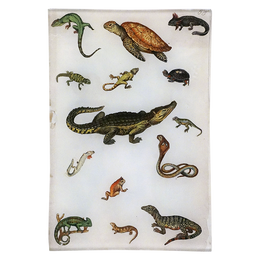 Amphibious