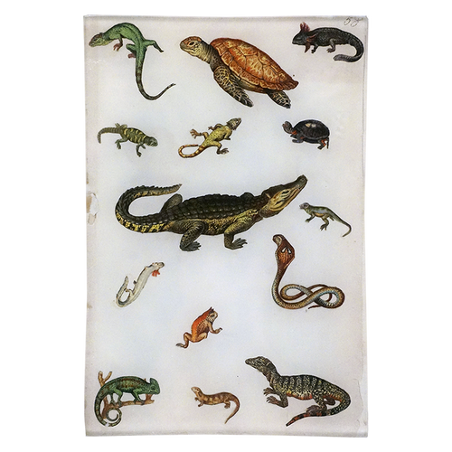 Amphibious