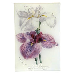Iris 784
