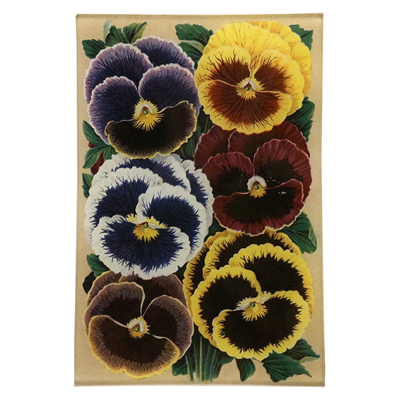 Pansies