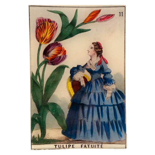 Tulip - Foolishness (Flowers) - FINAL SALE
