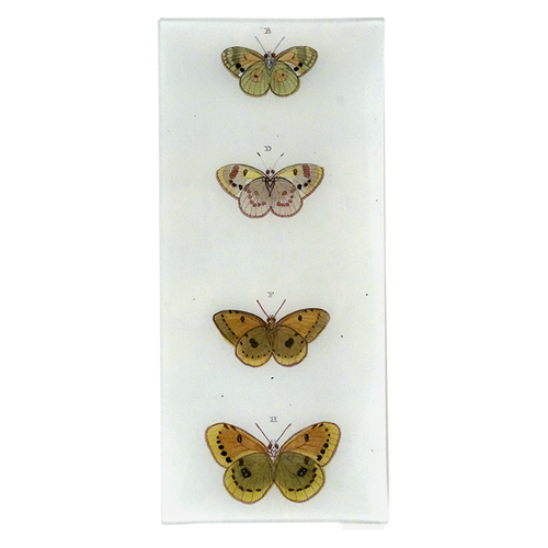 Butterflies BDFH