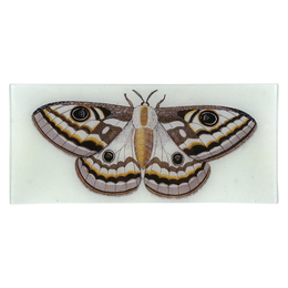 Emperor Moth