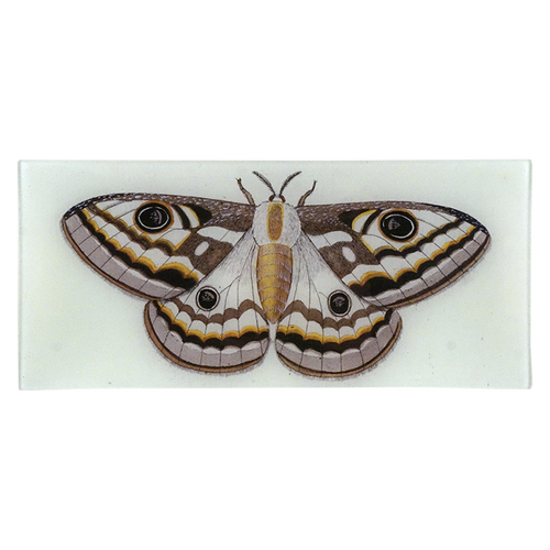 Emperor Moth
