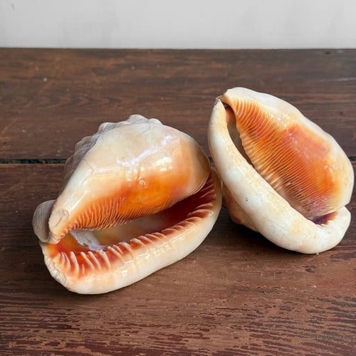 Pair of Antique Cameo-Carved Conch Shells