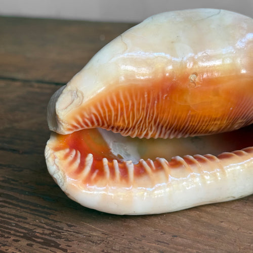 Pair of Antique Cameo-Carved Conch Shells