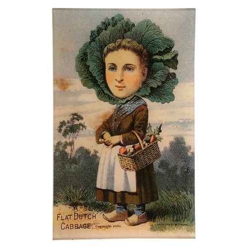 A Flat Dutch Cabbage