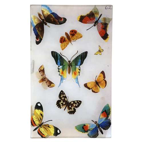 Butterflies 62