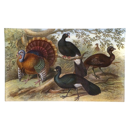 Wild Turkey & Curassows