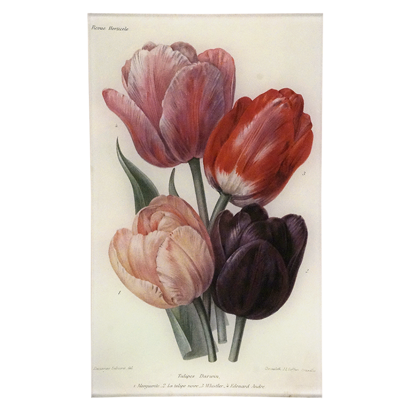 Darwin Tulips