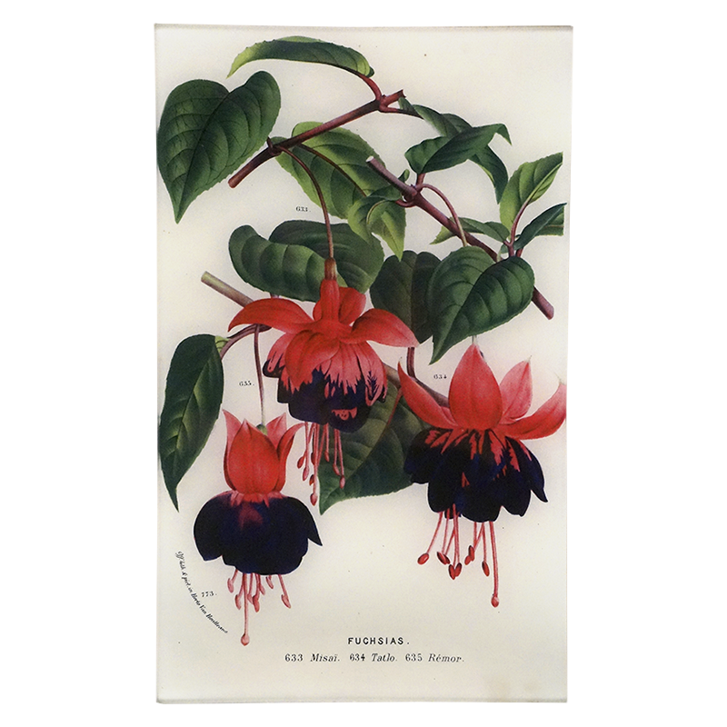 Fuchsias 633