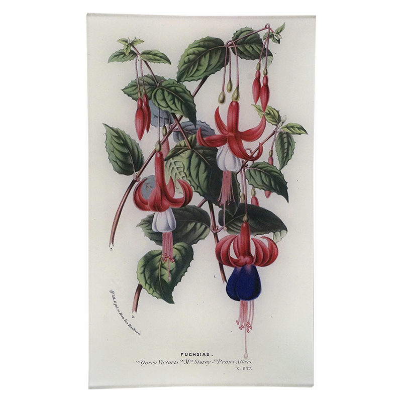 Fuchsias 973