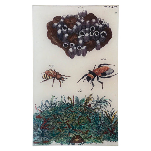 Nest and Bees - FINAL SALE