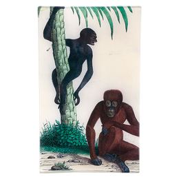 Orangutan on Trunk - FINAL SALE