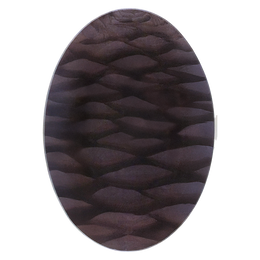 Cedrus
