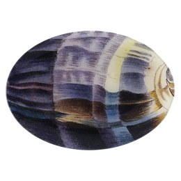 Zebra Cowry