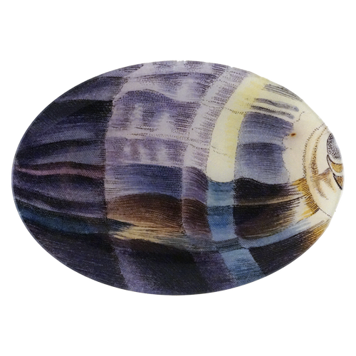 Zebra Cowry