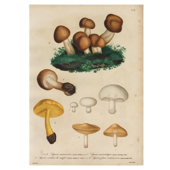 Agarics