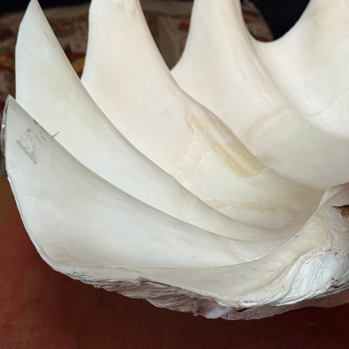 Giant Vintage Clam Shell
