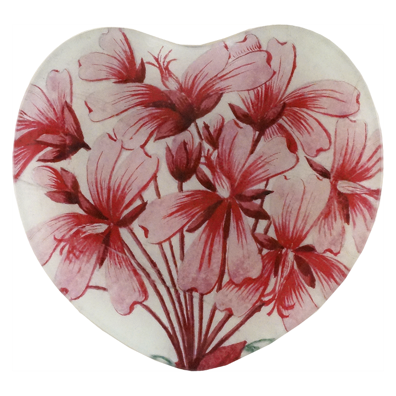 Geranium Zonale
