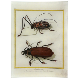 Capricorn Beetles