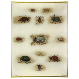 Hanneton Beetles