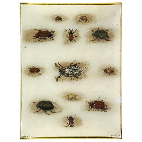 Hanneton Beetles