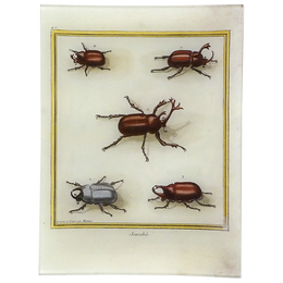 Little Scarabs