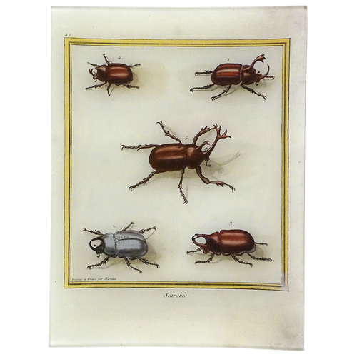 Little Scarabs