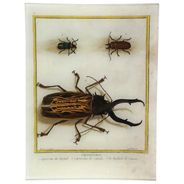 Longhorn Beetle