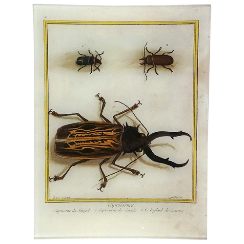 Longhorn Beetle