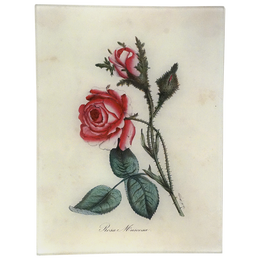 Rosa Muscosa
