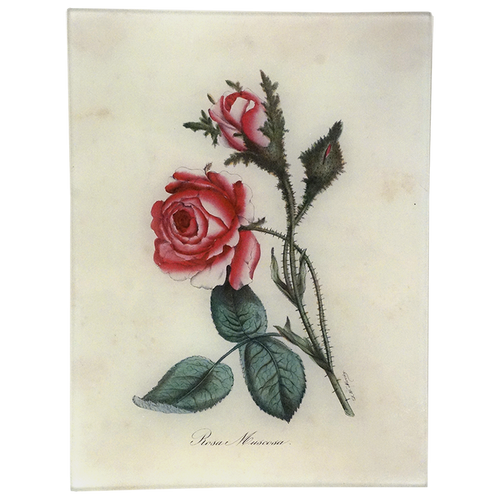 Rosa Muscosa