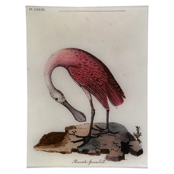 Roseate Spoonbill